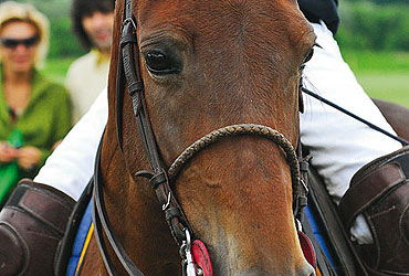 Dewar’s Russian Polo Cup: спорт королей